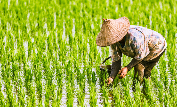 plantacao-de-arroz